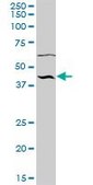 Anti-NUP43 antibody produced in mouse IgG fraction of antiserum, buffered aqueous solution