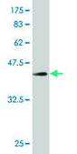 ANTI-RXRA antibody produced in mouse clone 3D9, purified immunoglobulin, buffered aqueous solution