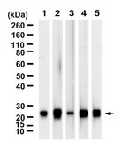 Anti-GPX1 Antibody, clone 1J19 ZooMAb&#174; Rabbit Monoclonal recombinant, expressed in HEK 293 cells