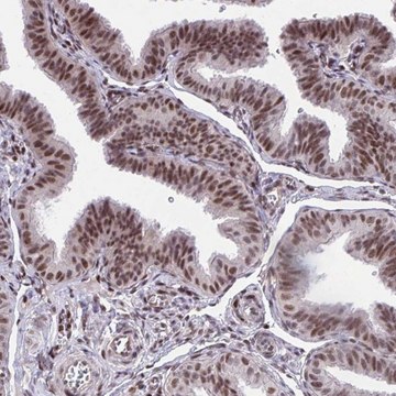 Anti-HOXA4 antibody produced in rabbit Prestige Antibodies&#174; Powered by Atlas Antibodies, affinity isolated antibody, buffered aqueous glycerol solution