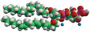 18:0-20:4 PI(4)P Avanti Research&#8482; - A Croda Brand 850158P, powder