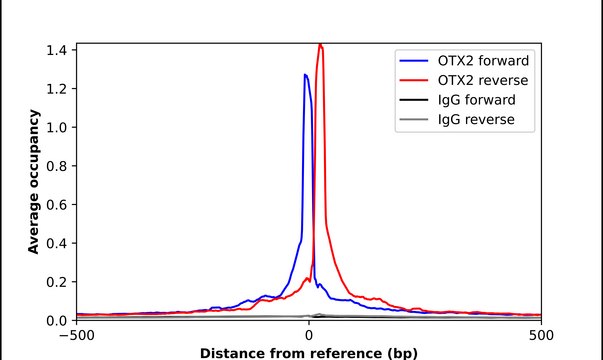 Anti-OTX2 antibody produced in rabbit Prestige Antibodies&#174; Powered by Atlas Antibodies, affinity isolated antibody, buffered aqueous glycerol solution