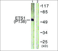 Anti-phospho-ETS1 (pThr38) antibody produced in rabbit affinity isolated antibody