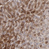 Anti-LRG1 antibody produced in rabbit Ab1, Prestige Antibodies&#174; Powered by Atlas Antibodies, affinity isolated antibody, buffered aqueous glycerol solution