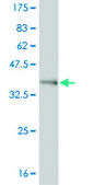 ANTI-FOXL1 antibody produced in mouse clone 2C3, purified immunoglobulin, buffered aqueous solution