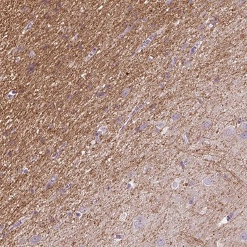 Anti-KCNIP3 antibody produced in rabbit Prestige Antibodies&#174; Powered by Atlas Antibodies, affinity isolated antibody