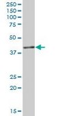 Anti-IGBP1 antibody produced in mouse purified immunoglobulin, buffered aqueous solution