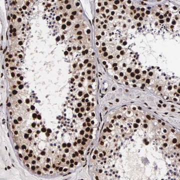 Anti-PABPN1 antibody produced in rabbit Prestige Antibodies&#174; Powered by Atlas Antibodies, affinity isolated antibody, buffered aqueous glycerol solution