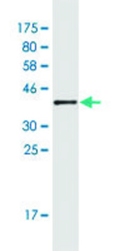 Monoclonal Anti-ELK4 antibody produced in mouse clone 3D1, purified immunoglobulin, buffered aqueous solution