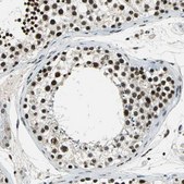 Anti-RBM14 antibody produced in rabbit Prestige Antibodies&#174; Powered by Atlas Antibodies, affinity isolated antibody, buffered aqueous glycerol solution