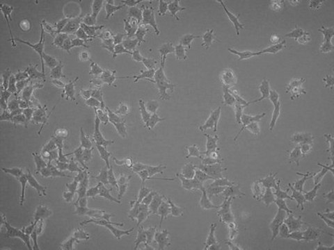 LOX-IMVI Human Melanoma Cell Line LOX-IMVI human melanoma cell line is an excellent model for probing mechanisms of metastasis and for evaluation of chemotherapies.