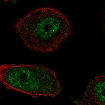 Anti-RTEL1 antibody produced in rabbit Prestige Antibodies&#174; Powered by Atlas Antibodies, affinity isolated antibody