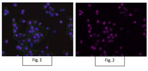 Anti-RNA polymerase II Antibody, clone CTD4H8, Alexa Fluor&#8482; 647 Conjugate clone CTD4H8, from mouse, ALEXA FLUOR&#8482; 647
