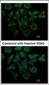 Anti-LOR (N-terminal) antibody produced in rabbit affinity isolated antibody, buffered aqueous solution