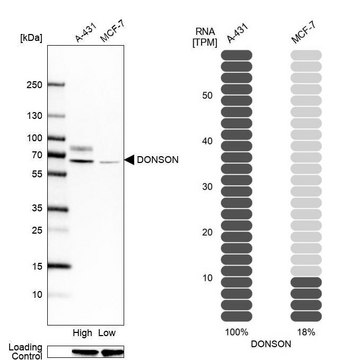 Anti-DONSON antibody produced in rabbit Prestige Antibodies&#174; Powered by Atlas Antibodies, affinity isolated antibody, buffered aqueous glycerol solution