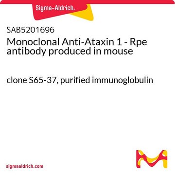 Monoclonal Anti-Ataxin 1 - Rpe antibody produced in mouse clone S65-37, purified immunoglobulin