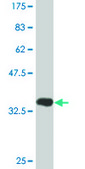 Monoclonal Anti-DDIT3 antibody produced in mouse clone 2C4, purified immunoglobulin, buffered aqueous solution