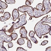 Anti-SKP2 antibody produced in rabbit Prestige Antibodies&#174; Powered by Atlas Antibodies, affinity isolated antibody, buffered aqueous glycerol solution