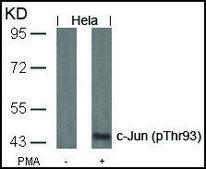 Anti-phospho-JUN (pThr93) antibody produced in rabbit affinity isolated antibody
