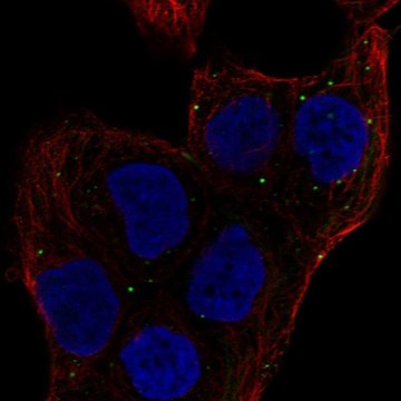 Anti-MEMO1 antibody produced in rabbit Prestige Antibodies&#174; Powered by Atlas Antibodies, affinity isolated antibody