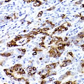 Anti-TFF3 Antibody, clone 7X6O2, Rabbit Monoclonal