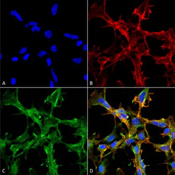 Monoclonal Anti-Citrulline antibody produced in mouse clone 2D3.1