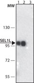 Anti-SEL1L (N-terminal) antibody produced in rabbit ~1.0&#160;mg/mL, affinity isolated antibody, buffered aqueous solution