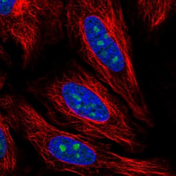 Anti-PCID2 antibody produced in rabbit Prestige Antibodies&#174; Powered by Atlas Antibodies, affinity isolated antibody