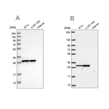 Anti-MRPL28 antibody produced in rabbit Prestige Antibodies&#174; Powered by Atlas Antibodies, affinity isolated antibody, buffered aqueous glycerol solution