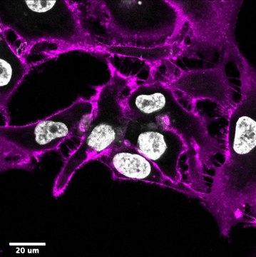 BioTracker&#8482; MemBright 640 Live Cell Dye