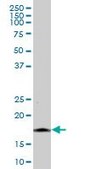 Anti-NINJ1 antibody produced in mouse IgG fraction of antiserum, buffered aqueous solution