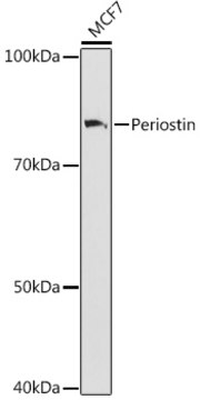 Anti-Periostin Antibody, clone 7S3E5, Rabbit Monoclonal