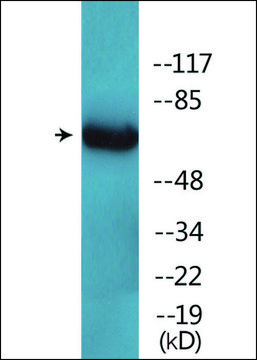 Anti-phospho-Ezrin (pTyr353) antibody produced in rabbit affinity isolated antibody