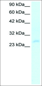 Anti-HOXC4 antibody produced in rabbit IgG fraction of antiserum