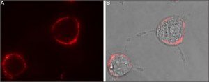 Anti-GABAA Receptor (&#945;1 subunit) antibody produced in rabbit affinity isolated antibody