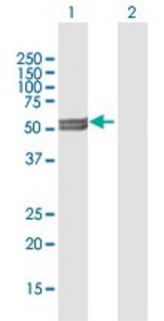 Anti-CYP11A1 antibody produced in mouse purified immunoglobulin, buffered aqueous solution