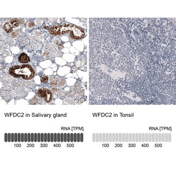 Anti-WFDC2 antibody produced in mouse Prestige Antibodies&#174; Powered by Atlas Antibodies, clone CL12917, purified by using Protein A, buffered aqueous glycerol solution