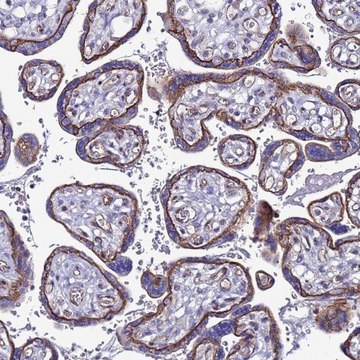 Anti-TENM3 antibody produced in rabbit Prestige Antibodies&#174; Powered by Atlas Antibodies, affinity isolated antibody, buffered aqueous glycerol solution