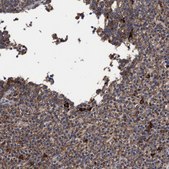 Anti-COBL antibody produced in rabbit Prestige Antibodies&#174; Powered by Atlas Antibodies, affinity isolated antibody, buffered aqueous glycerol solution, Ab1