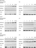 Anti-trimethyl-Histone H3 (Lys4) Antibody Upstate&#174;, from rabbit