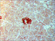 Anti-IAPP (N-terminal) antibody produced in rabbit ~1.0&#160;mg/mL, affinity isolated antibody