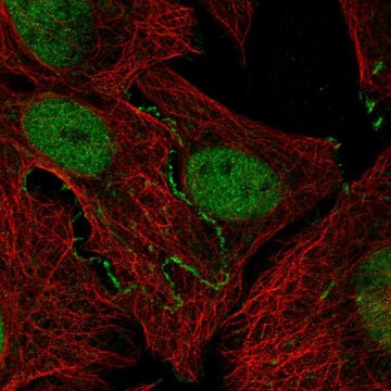 Anti-JAK2 antibody produced in rabbit Prestige Antibodies&#174; Powered by Atlas Antibodies, affinity isolated antibody