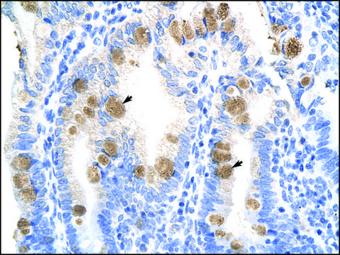 Anti-TEAD3 (AB2) antibody produced in rabbit affinity isolated antibody