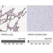 Anti-ANXA2 Prestige Antibodies&#174; Powered by Atlas Antibodies, affinity isolated antibody