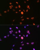 Anti-Phospho-Histone H3-S10 antibody produced in rabbit