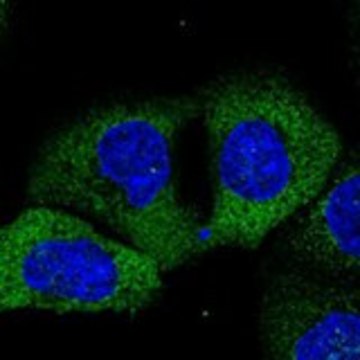 Anti-GANC antibody produced in rabbit Prestige Antibodies&#174; Powered by Atlas Antibodies, affinity isolated antibody, buffered aqueous glycerol solution