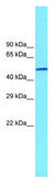 Anti-CHRNA7 IgG fraction of antiserum