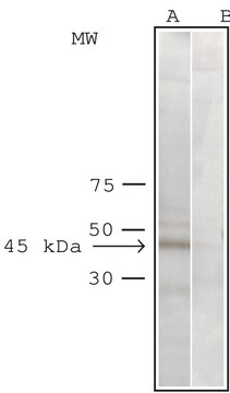 Anti-Arp1&#945;/Centractin antibody produced in rabbit IgG fraction of antiserum, buffered aqueous solution