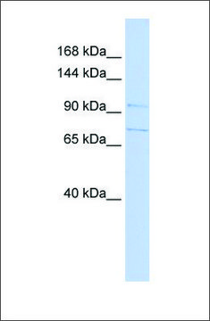 Anti-SLC8A3 antibody produced in rabbit affinity isolated antibody