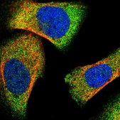 Anti-LPIN2 antibody produced in rabbit Prestige Antibodies&#174; Powered by Atlas Antibodies, affinity isolated antibody, buffered aqueous glycerol solution
